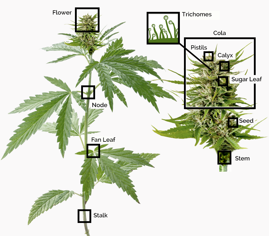 Как определить сколько тгк в конопле марихуана задержан липецк